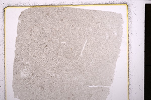 Plane Polarized, E24437