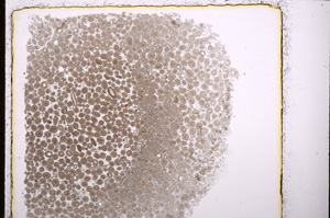 Plane Polarized, E24474