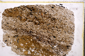 Plane Polarized, E24519