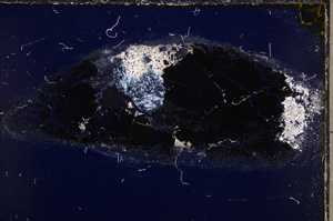 Cross Polarized, E24523