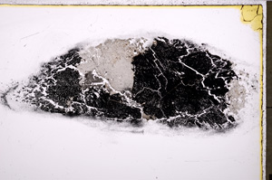 Plane Polarized, E24523