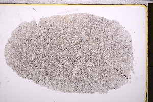 Plane Polarized, E24604