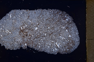 Cross Polarized, E24605