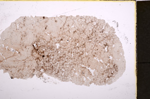 Plane Polarized, E24605