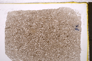 Plane Polarized, E24607