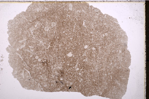 Plane Polarized, E24629