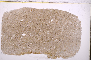 Plane Polarized, E24637