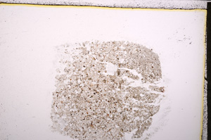 Plane Polarized, E24753