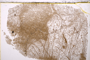 Plane Polarized, E24767