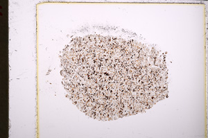 Plane Polarized, E24788