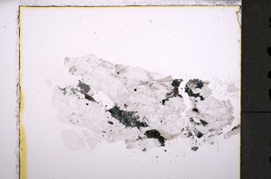 Plane Polarized, E24804