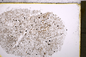 Plane Polarized, E24954