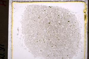 Plane Polarized, E24956