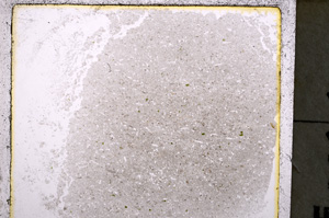 Plane Polarized, E24959