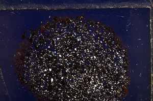 Cross Polarized, E24964