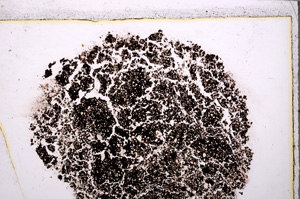 Plane Polarized, E24964