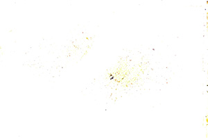 Plane Polarized, E24990
