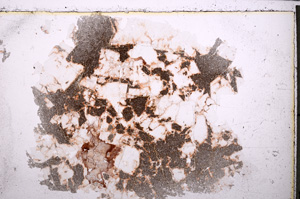 Plane Polarized, E24999