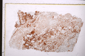 Plane Polarized, E25010