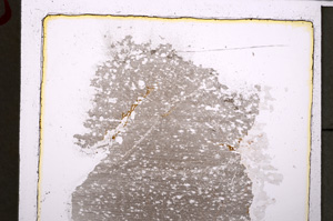 Plane Polarized, E25011