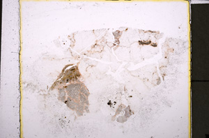 Plane Polarized, E25015