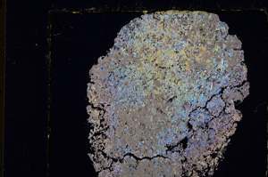 Cross Polarized, E25020