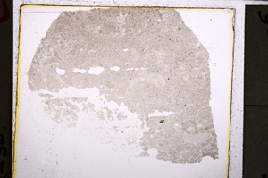 Plane Polarized, E25026