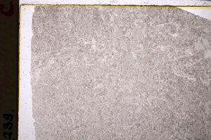 Plane Polarized, E25028