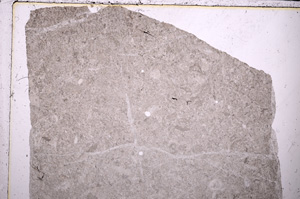 Plane Polarized, E25029