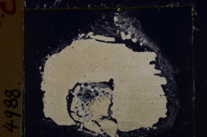 Cross Polarized, E25036