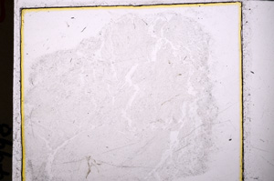 Plane Polarized, E25038