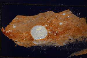 Cross Polarized, E25040