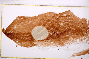 Plane Polarized, E25040