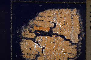 Cross Polarized, E25042