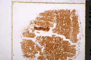 Plane Polarized, E25042