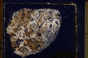 Cross Polarized, E25048