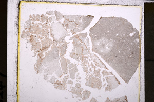 Plane Polarized, E25050