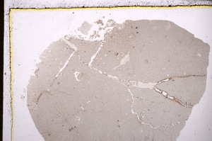 Plane Polarized, E25051