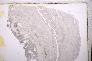 Plane Polarized, E25062