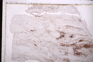 Plane Polarized, E25070