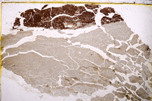 Plane Polarized, E25072