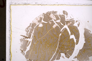 Plane Polarized, E25074