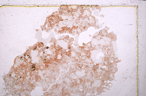 Plane Polarized, E25077