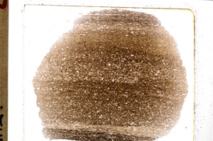 Plane Polarized, E25238