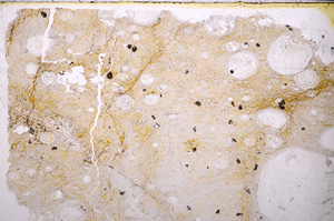 Plane Polarized, E25298