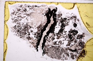 Plane Polarized, E25306