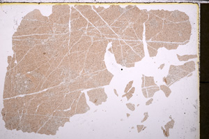 Plane Polarized, E25461