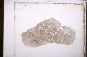 Plane Polarized, E25473