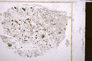 Plane Polarized, E25478