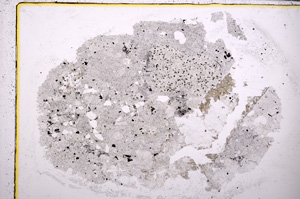 Plane Polarized, E25483